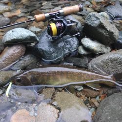 ダートマジックで尺イワナ ～九頭竜川水系～